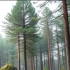 Forest Dynamics