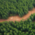 Forest Trends Guide